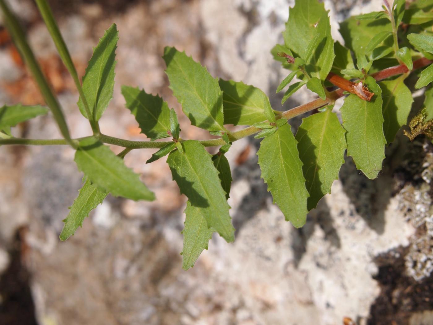 Willow-herb, (Hill) leaf